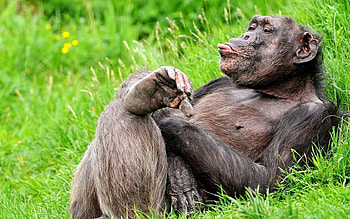 Animals, Monkeys HD wallpaper