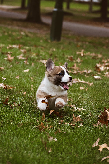 Funny, Animals, Dog, Corgi HD phone wallpaper