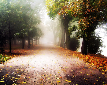 Park, trees, park HD wallpaper