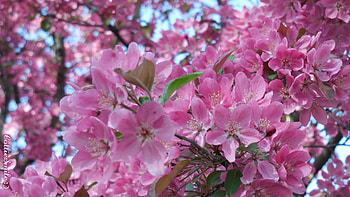 Pink Branch for Luna, pink blossoms, green leaves, flowering, tree, blue sky, tree branch, branches, b1oom, flowers, Spring, b1ooms HD wallpaper