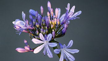 Purple Beauty, purple, buds, petals, nature, flowers, macro HD wallpaper