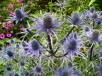 Nature, Flowers, Plant, Thistle HD wallpaper