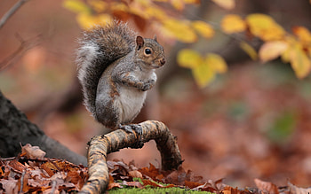 Squirrel, cute, animal, rodent HD wallpaper