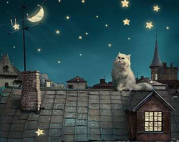 Cat Moon Stars Digital Art Dreamy , cat, moon, animals, dreamy HD wallpaper