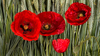 Poppy Flowers FC, graphy, floral, beautiful, romance, beauty, poppies, wide screen, flower, love HD wallpaper