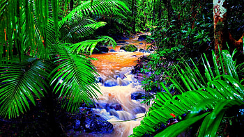 Rainforest Plants HD wallpaper