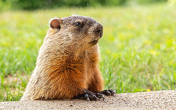 Groundhog Day celebrations, February 2 tradition, Playful woodchuck, Grassy meadows HD wallpaper