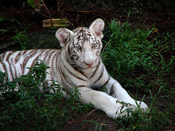 Animals, Grass, Sit, Young, Striped, Big Cat, Tiger, Joey, Albino HD wallpaper