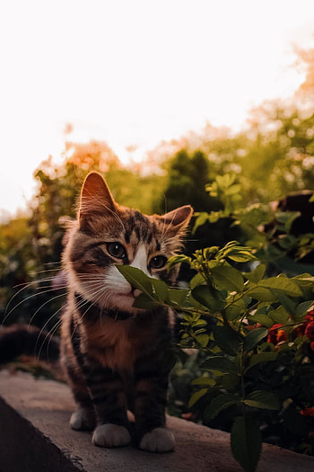 Cute, baby cat, feline HD phone wallpaper