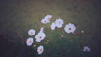 Flowers, Blur, Smooth, Kosmeya, Cosmos, Wildflowers HD wallpaper