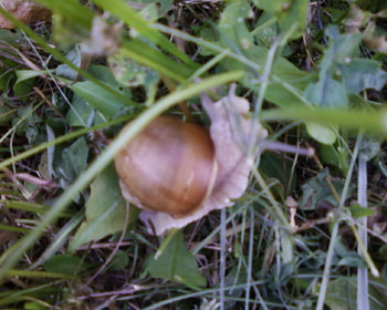 Snail, animal, nature, melc HD wallpaper