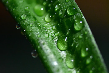 Green leaf, close up, drops HD wallpaper