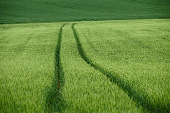 Nature, Wheat, Field, Traces HD wallpaper