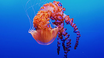 Chrysaora achlyos, Jellyfish HD wallpaper