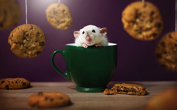 Hamster cup, Cute animals, , High-quality HD wallpaper