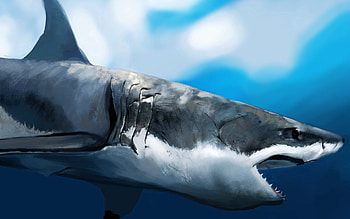 Animals, Art, To Fall, Mouth, Profile, Under Water, Underwater, Shark, Hunger HD wallpaper
