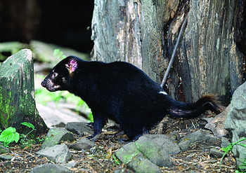 Animals, Grass, Wood, Tree, Hide, Tasmanian Devil HD wallpaper