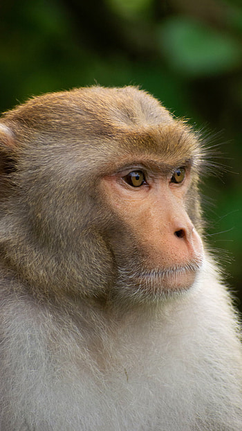 Monkey , Monkey , Monkey HD phone wallpaper