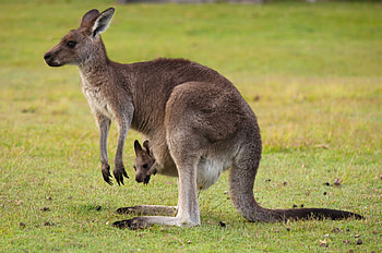 Mother and baby, Kangaroos HD wallpaper