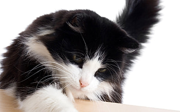 Animals, Cats HD wallpaper