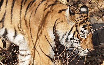 Animals, Muzzle, Striped, Tiger HD wallpaper