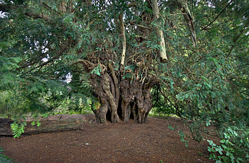 Brief history, Britain's ancient yews, Yew tree HD wallpaper