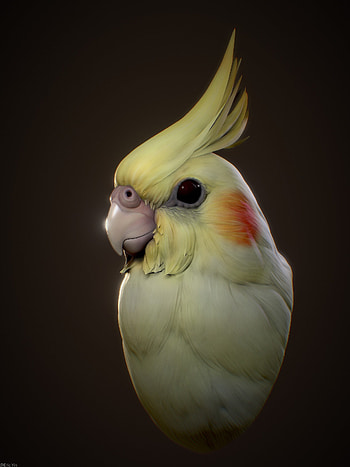 Artistic cockatiel renditions, Creative bird illustrations, Visual cockatiel art, Avian inspirations HD phone wallpaper