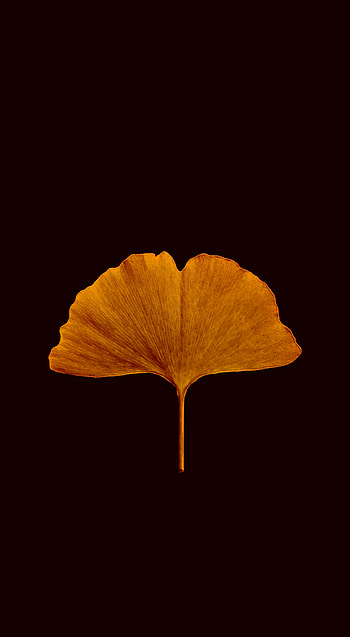 Orange petal, portrait HD phone wallpaper
