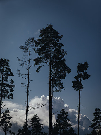 Nature, Trees, Clouds, Top, Outlines, Evening, Tops HD phone wallpaper