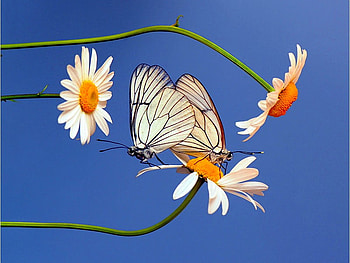 Wings, butterflies, cool, flowers HD wallpaper