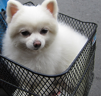 motorcycle ride, dog, obedient, motorcycle, cute, ride HD wallpaper