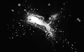 Puma white logo, , white neon lights, creative, black abstract background, Puma logo, brands, Puma HD wallpaper