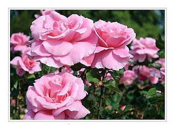 For Glyn, pink, roses, love, kindess, glyn, nature, friendship, beauty HD wallpaper