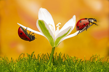 Ladybug, animal, nature, flower HD wallpaper