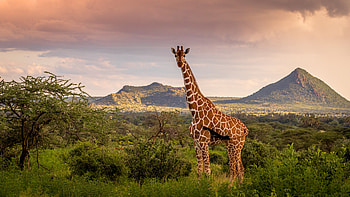 Сamelopardalis reticulata, Giraffes HD wallpaper