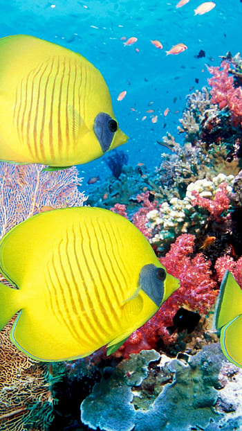 Fish Water, Yellow, Fish HD phone wallpaper