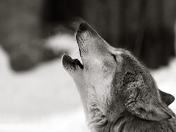 Animals, Wolfs HD wallpaper