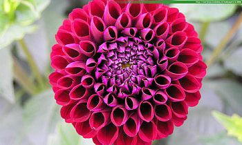 Beautiful dahlia, purple, pink, pretty, flower, dahlia, nature HD wallpaper