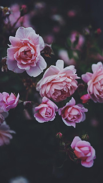 Flowers Aesthetic, Pink Rose HD phone wallpaper