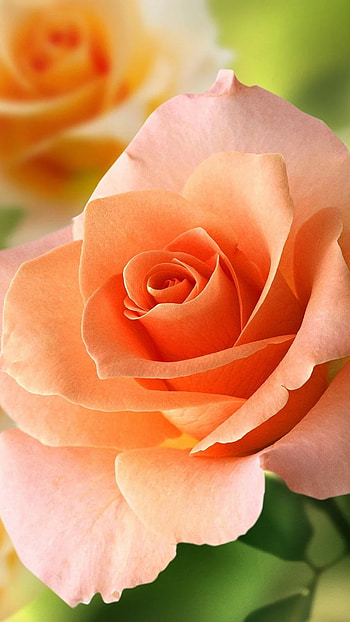 Beautiful Flowers Roses, Beautiful, Roses HD phone wallpaper