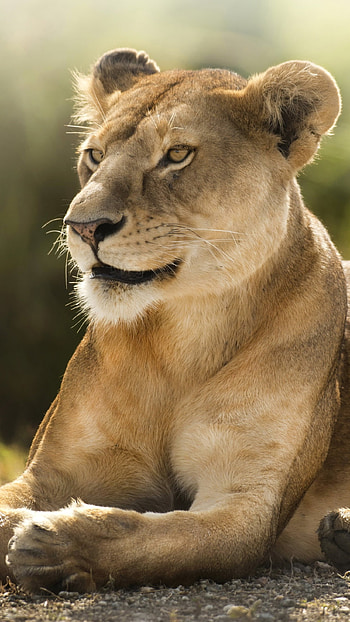 Lion , Lioness, female lion HD phone wallpaper