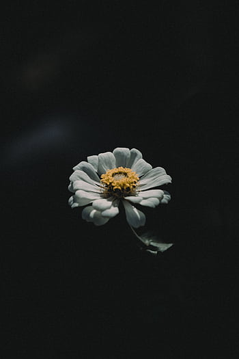 A dramatic close-up of a single flower in low light, showcasing its petals against a dark background. HD phone wallpaper