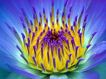 Plants, Flowers HD wallpaper