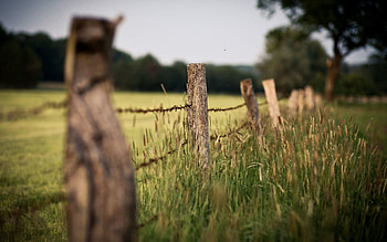 Nature, Grass, Blur, Ears, Fencing, Enclosure, Spikes, Wire, Stakes, Pegging, Border HD wallpaper