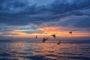Tranquil scene of birds flying over the ocean during a colorful sunset. HD wallpaper