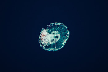 Nature, Jellyfish, Ocean, Underwater World, Tentacles HD wallpaper