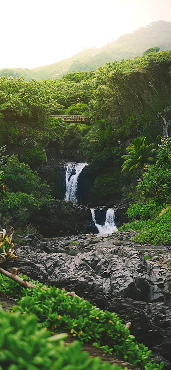 Rainforest, Lush greenery, Tropical paradise, Exotic ecosystem HD phone wallpaper