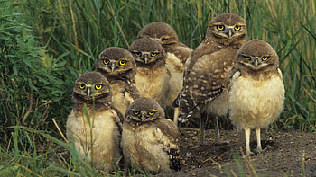 Animals, Birds, Grass, Owl, Lots Of, Multitude HD wallpaper