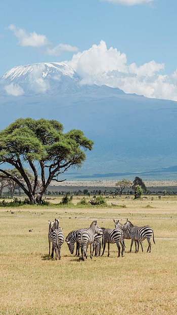 Explore Kenya, East African beauty, Safari adventures, Cultural richness HD phone wallpaper