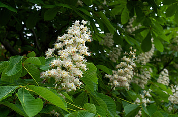 Flowers, Leaves, Branches, Bloom, Flowering, Spring, Mood, Chestnut HD wallpaper